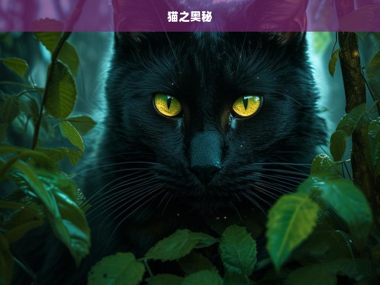 猫之奥秘，探寻猫之奥秘