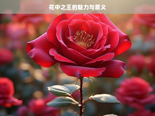 花中之王的魅力与意义，花中之王的魅力与意义探寻