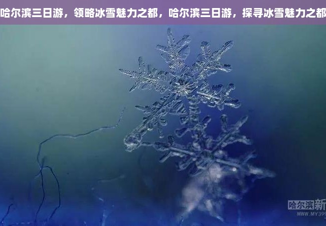 哈尔滨三日游，领略冰雪魅力之都，哈尔滨三日游，探寻冰雪魅力之都