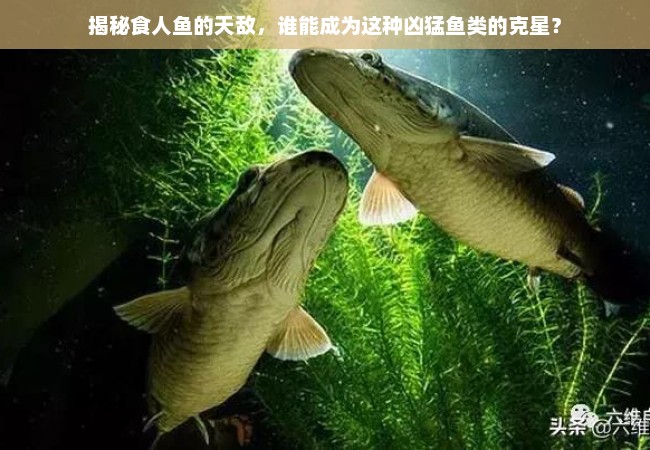 揭秘食人鱼的天敌，谁能成为这种凶猛鱼类的克星？