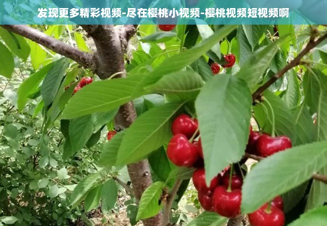 发现更多精彩视频-尽在樱桃小视频-樱桃视频短视频啊