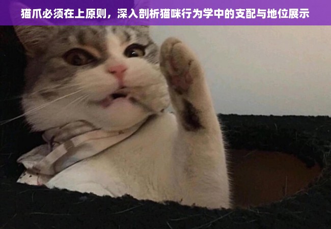 猫爪必须在上原则，深入剖析猫咪行为学中的支配与地位展示