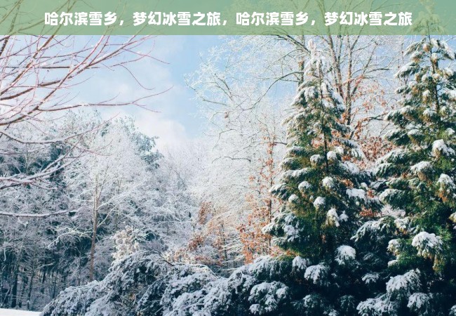 哈尔滨雪乡，梦幻冰雪之旅，哈尔滨雪乡，梦幻冰雪之旅